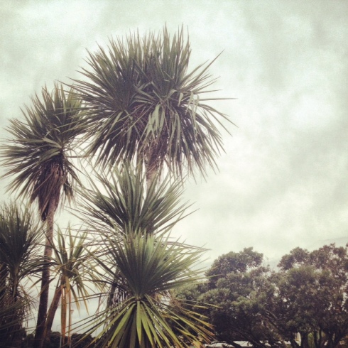 Back to the land of 'cabbage trees'